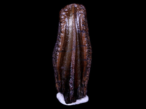 XL 0.8" Parasaurolophus Fossil Tooth Judith River Cretaceous Dinosaur MT COA Display - Fossil Age Minerals