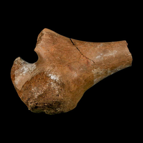 3.4" Fossil Turtle Shoulder Blade Huge Hell Creek FM MT Dinosaur Cretaceous Age Stand