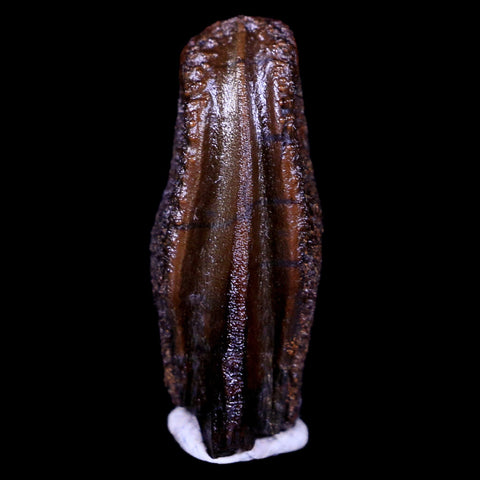 XL 0.8" Parasaurolophus Fossil Tooth Judith River Cretaceous Dinosaur MT COA Display - Fossil Age Minerals