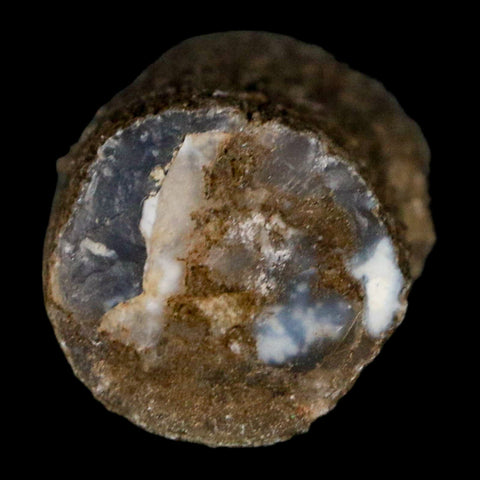 1.3" Fossilized Blue Forest Petrified Wood Limb Branch Eden Wyoming 50 Mil Yrs Old - Fossil Age Minerals