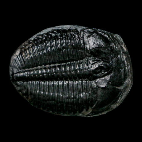 1.4" Elrathia Kingi Trilobite Fossil Utah Cambrian Age 521 Million Years Old COA - Fossil Age Minerals