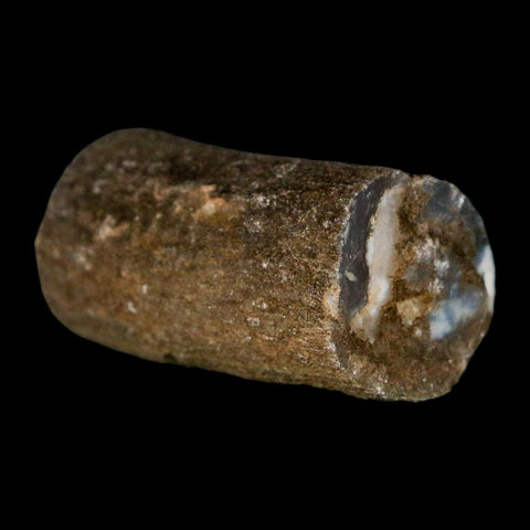 1.3" Fossilized Blue Forest Petrified Wood Limb Branch Eden Wyoming 50 Mil Yrs Old - Fossil Age Minerals