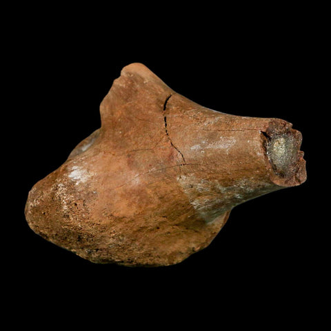3.4" Fossil Turtle Shoulder Blade Huge Hell Creek FM MT Dinosaur Cretaceous Age Stand