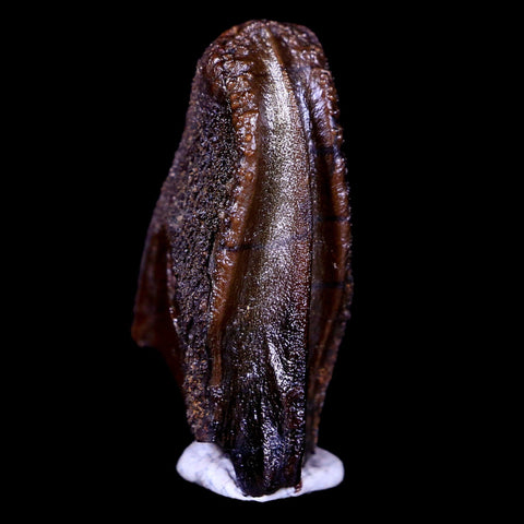 XL 0.8" Parasaurolophus Fossil Tooth Judith River Cretaceous Dinosaur MT COA Display - Fossil Age Minerals