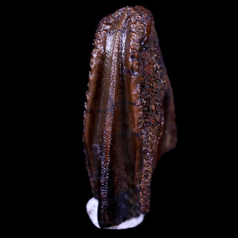 XL 0.8" Parasaurolophus Fossil Tooth Judith River Cretaceous Dinosaur MT COA Display - Fossil Age Minerals