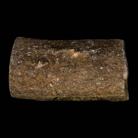 1.3" Fossilized Blue Forest Petrified Wood Limb Branch Eden Wyoming 50 Mil Yrs Old - Fossil Age Minerals