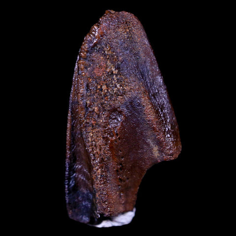 XL 0.8" Parasaurolophus Fossil Tooth Judith River Cretaceous Dinosaur MT COA Display - Fossil Age Minerals