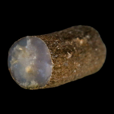 1.3" Fossilized Blue Forest Petrified Wood Limb Branch Eden Wyoming 50 Mil Yrs Old