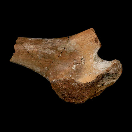 3.4" Fossil Turtle Shoulder Blade Huge Hell Creek FM MT Dinosaur Cretaceous Age Stand
