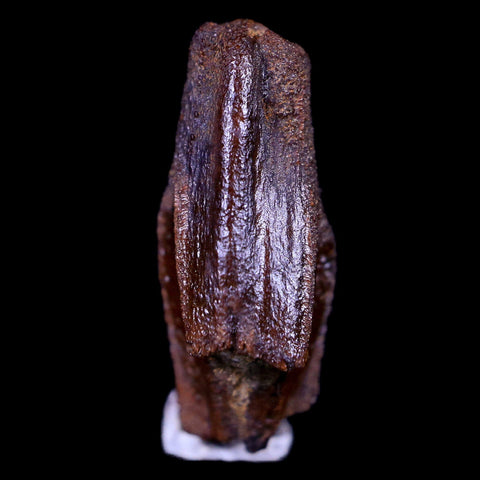 XL 0.8" Parasaurolophus Fossil Tooth Judith River Cretaceous Dinosaur MT COA Display - Fossil Age Minerals