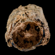 1.8" Fossilized Blue Forest Petrified Wood Limb Branch Eden Wyoming 50 Mil Yrs Old
