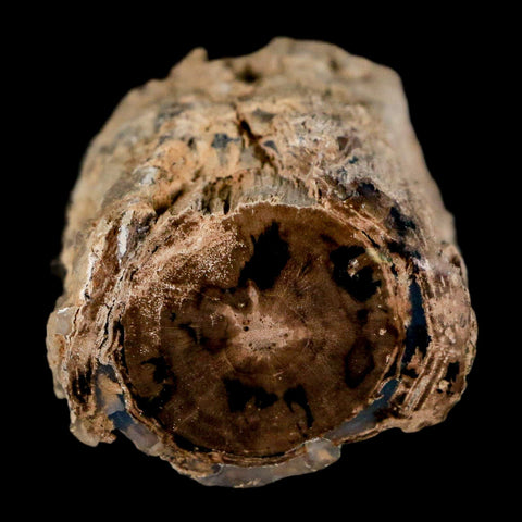 1.8" Fossilized Blue Forest Petrified Wood Limb Branch Eden Wyoming 50 Mil Yrs Old - Fossil Age Minerals