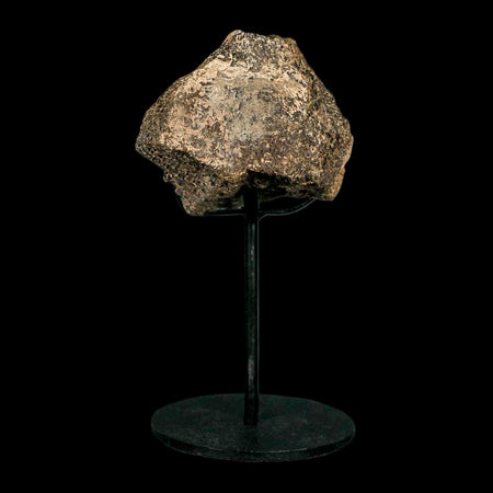 3" Triceratops Fossil Vertebrae Bone Lance Creek FM Cretaceous Dinosaur WY COA Stand
