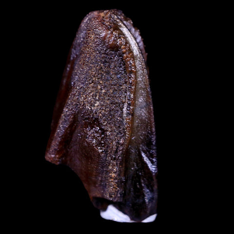 XL 0.8" Parasaurolophus Fossil Tooth Judith River Cretaceous Dinosaur MT COA Display - Fossil Age Minerals