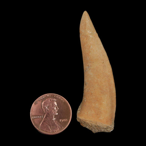 XL 2.2" Saber Toothed Herring Fossil Fang Enchodus Libycus Cretaceous COA Stand