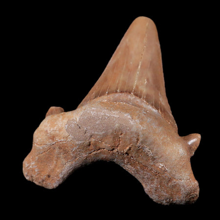 1.9" Otodus Obliquus Shark Fossil Tooth Specimen Oued Zem Morocco COA