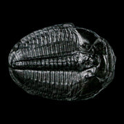 1.5" Elrathia Kingi Trilobite Fossil Utah Cambrian Age 521 Million Years Old COA