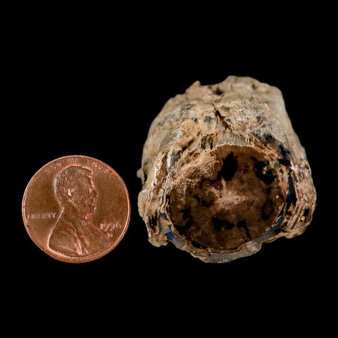 1.8" Fossilized Blue Forest Petrified Wood Limb Branch Eden Wyoming 50 Mil Yrs Old - Fossil Age Minerals