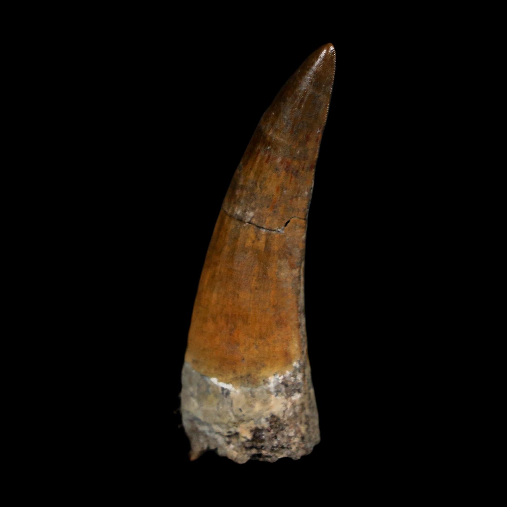 1.6" Suchomimus Fossil Tooth Cretaceous Spinosaurid Dinosaur Elraz FM Niger COA