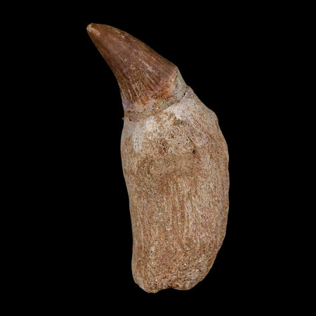 2.2" Mosasaur Platecarpus Fossil Tooth Rooted Cretaceous Dinosaur Era COA