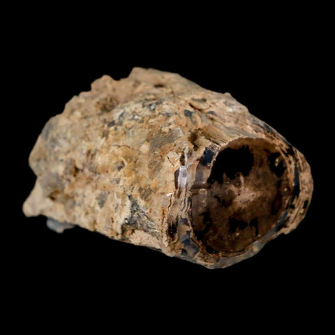 1.8" Fossilized Blue Forest Petrified Wood Limb Branch Eden Wyoming 50 Mil Yrs Old - Fossil Age Minerals