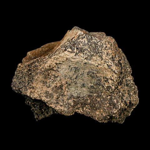 3" Triceratops Fossil Vertebrae Bone Lance Creek FM Cretaceous Dinosaur WY COA Stand