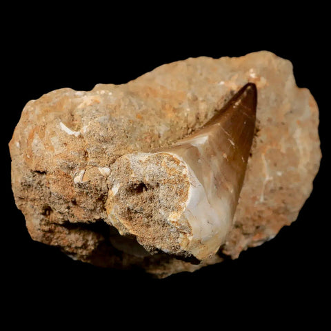 1.9" Mosasaur Prognathodon Fossil Tooth In Matrix Cretaceous Dinosaur Era COA - Fossil Age Minerals