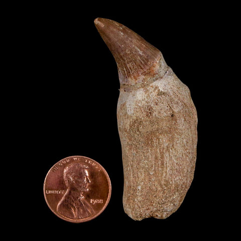 2.2" Mosasaur Platecarpus Fossil Tooth Rooted Cretaceous Dinosaur Era COA