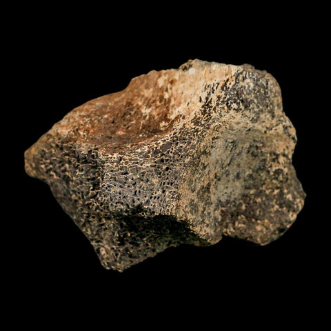 3" Triceratops Fossil Vertebrae Bone Lance Creek FM Cretaceous Dinosaur WY COA Stand