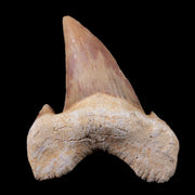 1.8" Otodus Obliquus Shark Fossil Tooth Specimen Oued Zem Morocco COA