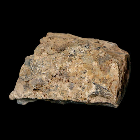 1.8" Fossilized Blue Forest Petrified Wood Limb Branch Eden Wyoming 50 Mil Yrs Old - Fossil Age Minerals