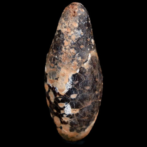 1.9 Fossil Pine Cone Equicalastrobus Replaced By Agate Eocene Age Seeds Fruit - Fossil Age Minerals