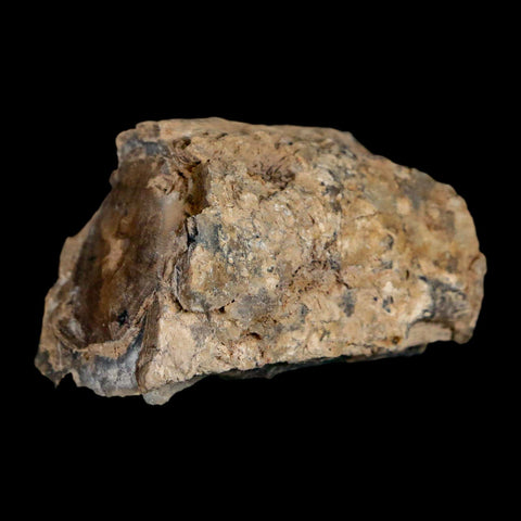 1.8" Fossilized Blue Forest Petrified Wood Limb Branch Eden Wyoming 50 Mil Yrs Old - Fossil Age Minerals