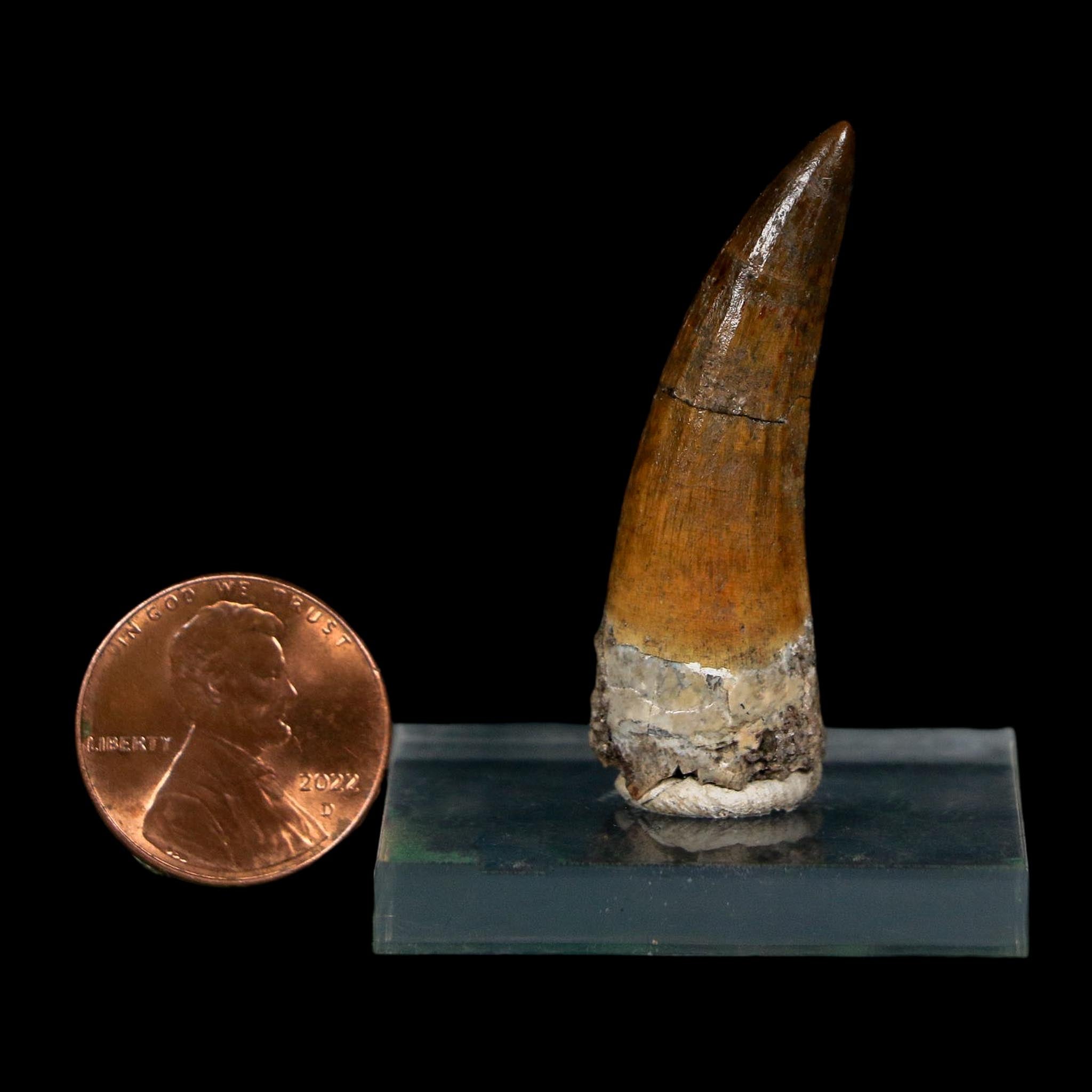 1.6" Suchomimus Fossil Tooth Cretaceous Spinosaurid Dinosaur Elraz FM Niger COA