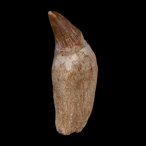 2.2" Mosasaur Platecarpus Fossil Tooth Rooted Cretaceous Dinosaur Era COA