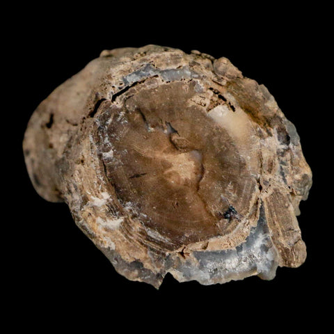 1.8" Fossilized Blue Forest Petrified Wood Limb Branch Eden Wyoming 50 Mil Yrs Old - Fossil Age Minerals