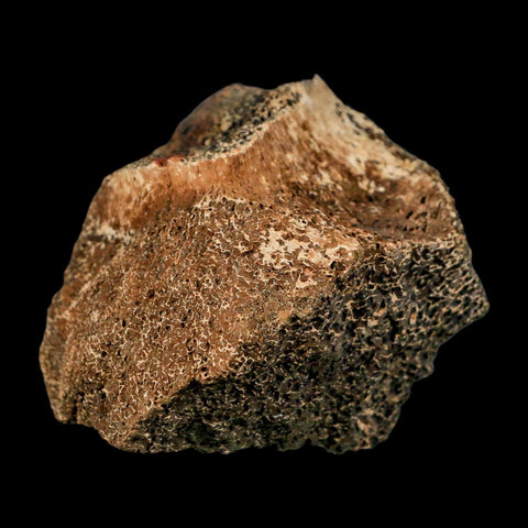 3" Triceratops Fossil Vertebrae Bone Lance Creek FM Cretaceous Dinosaur WY COA Stand
