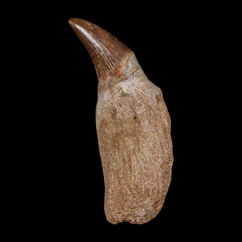 2.2" Mosasaur Platecarpus Fossil Tooth Rooted Cretaceous Dinosaur Era COA