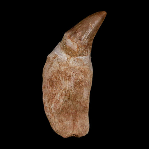 2.2" Mosasaur Platecarpus Fossil Tooth Rooted Cretaceous Dinosaur Era COA