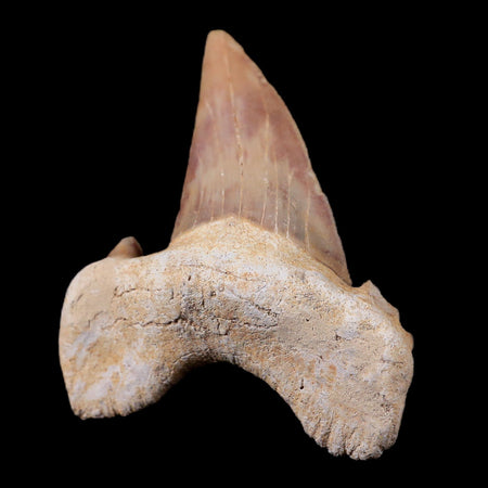 1.8" Otodus Obliquus Shark Fossil Tooth Specimen Oued Zem Morocco COA