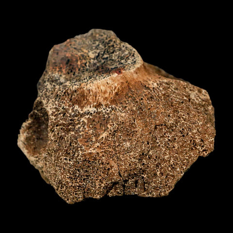 3" Triceratops Fossil Vertebrae Bone Lance Creek FM Cretaceous Dinosaur WY COA Stand