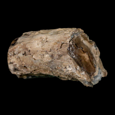 1.8" Fossilized Blue Forest Petrified Wood Limb Branch Eden Wyoming 50 Mil Yrs Old - Fossil Age Minerals