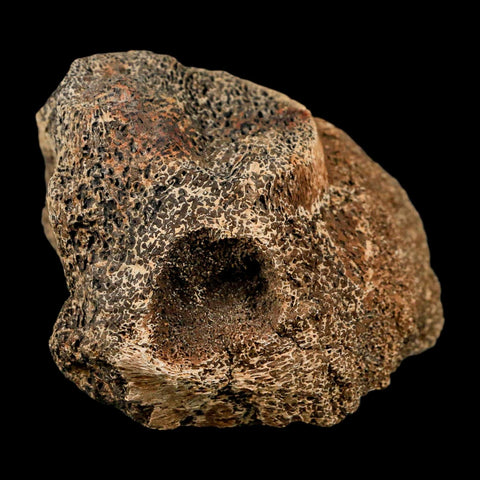 3" Triceratops Fossil Vertebrae Bone Lance Creek FM Cretaceous Dinosaur WY COA Stand