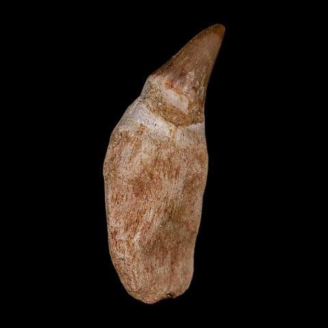 2.2" Mosasaur Platecarpus Fossil Tooth Rooted Cretaceous Dinosaur Era COA