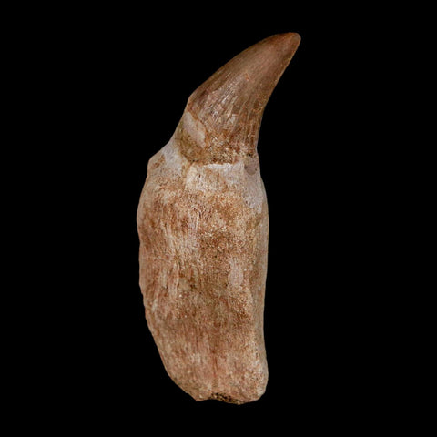 2.2" Mosasaur Platecarpus Fossil Tooth Rooted Cretaceous Dinosaur Era COA