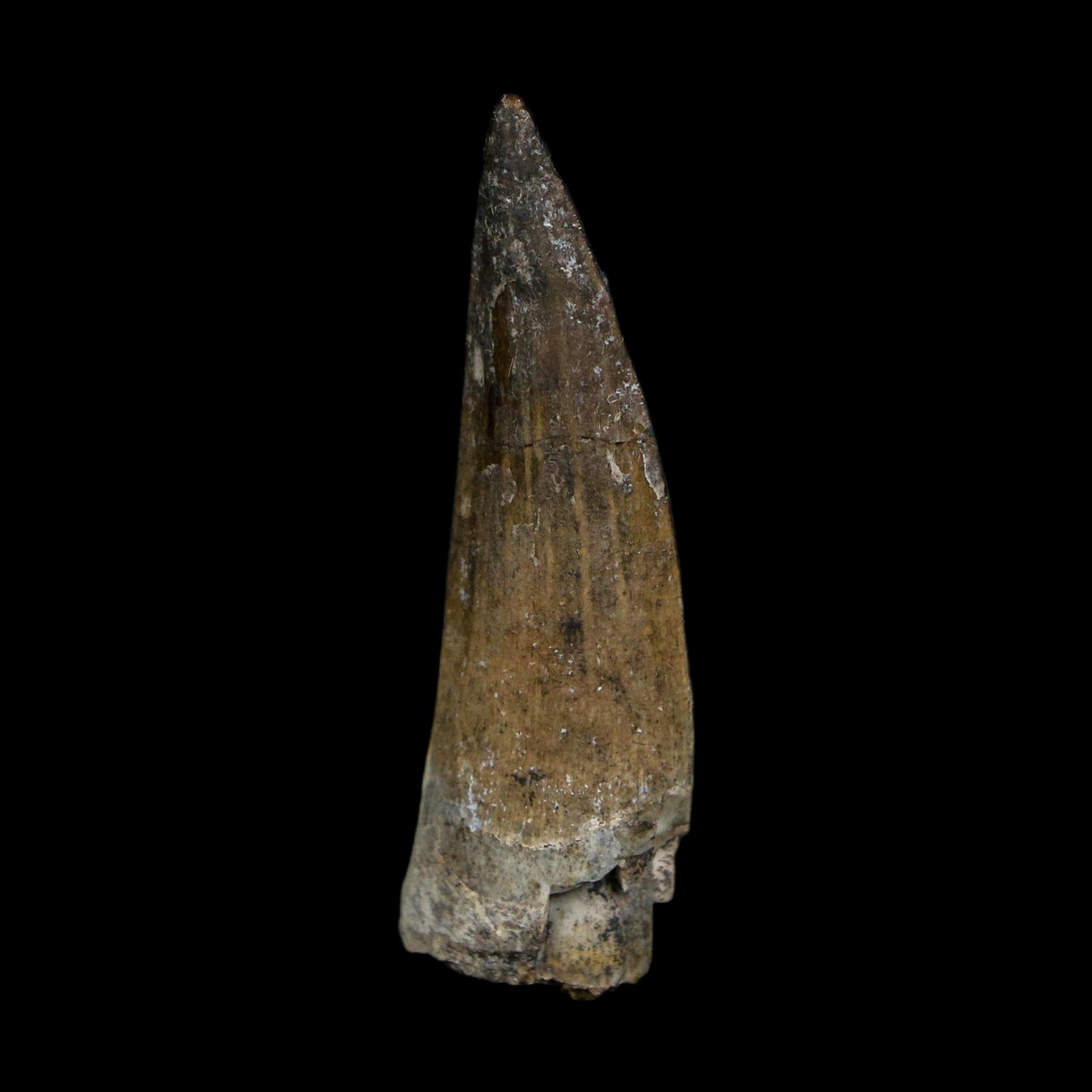 1.4" Suchomimus Fossil Tooth Cretaceous Spinosaurid Dinosaur Elraz FM Niger COA