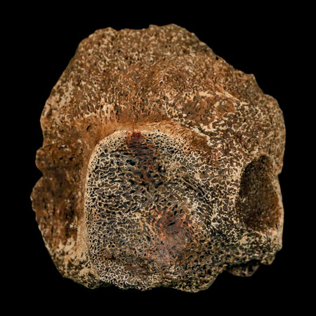 3" Triceratops Fossil Vertebrae Bone Lance Creek FM Cretaceous Dinosaur WY COA Stand