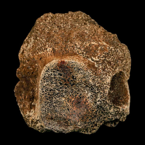 3" Triceratops Fossil Vertebrae Bone Lance Creek FM Cretaceous Dinosaur WY COA Stand