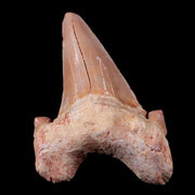 2.1" Otodus Obliquus Shark Fossil Tooth Specimen Oued Zem Morocco COA
