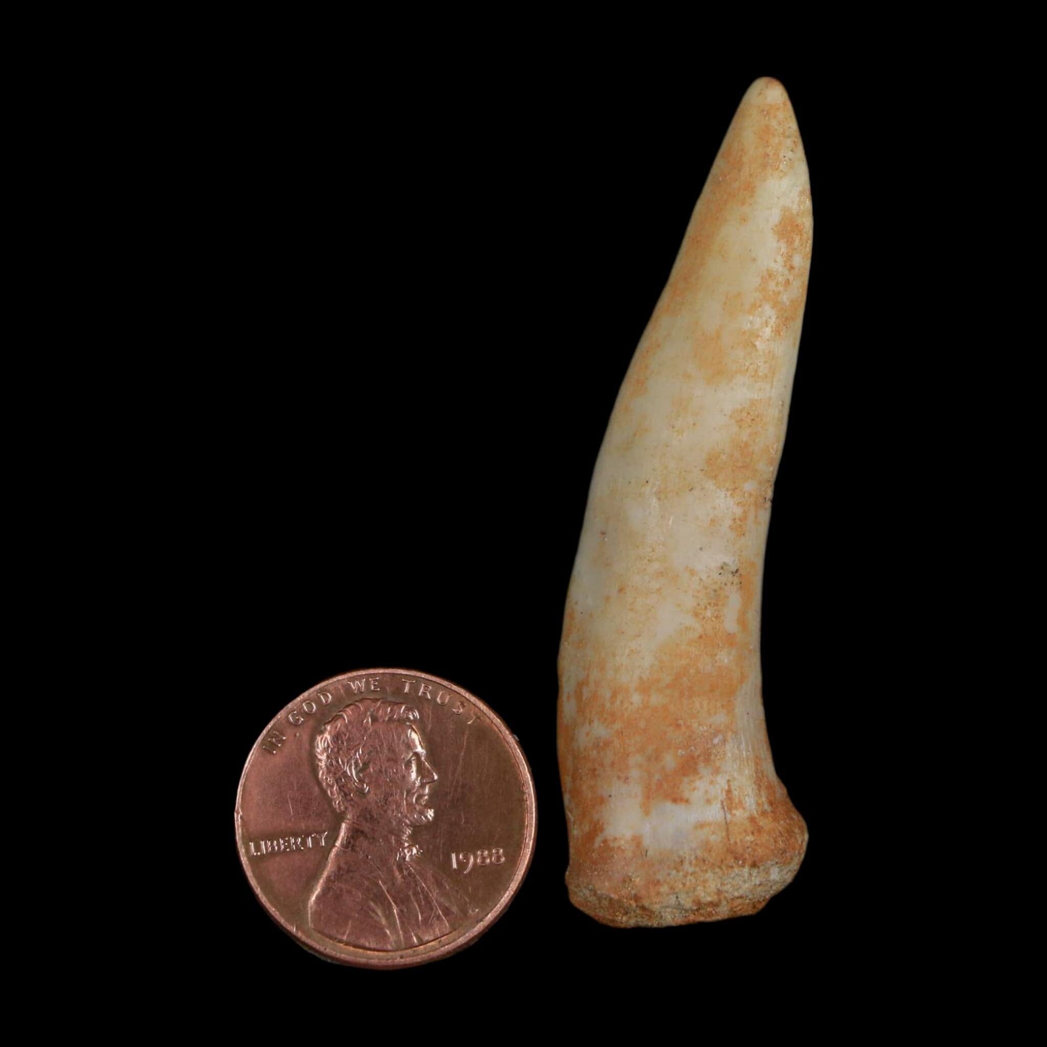 XL 2.1" Saber Toothed Herring Fossil Fang Enchodus Libycus Cretaceous COA Stand - Fossil Age Minerals